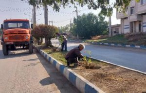 عملیات کاشت درخت برهان گلی و گل کاغذی در برخی بلوارهای سطح شهر