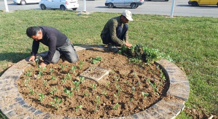 گزارش هفتگی معاونت خدمات شهری (واحد فضای سبز) شهرداری مسجدسلیمان گزارش هفتگی معاونت خدمات شهری (واحد فضای سبز) شهرداری مسجدسلیمان